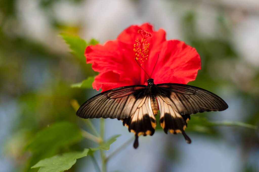 Butterfly Scotland Nikon