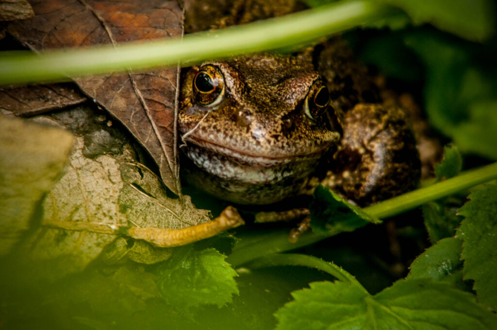 Toad Nikon