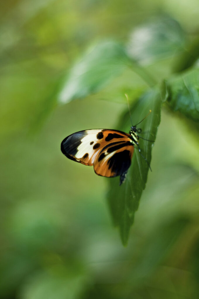 Butterfly Scotland Nikon